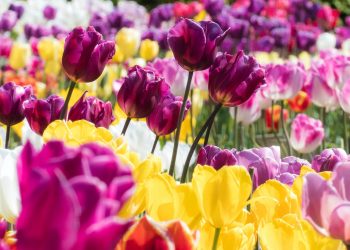 Digital Fabric Printing Techniques