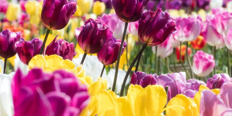 Digital Fabric Printing Techniques