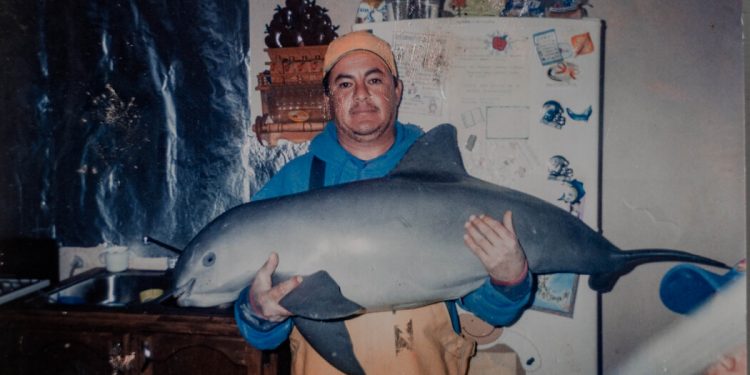 Vaquitas Could Soon Be Extinct. Mexico Will Largely Determine Their Fate.