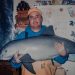 Vaquitas Could Soon Be Extinct. Mexico Will Largely Determine Their Fate.