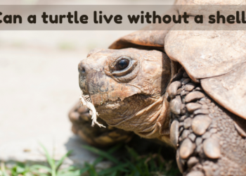 Can a turtle live without a shell