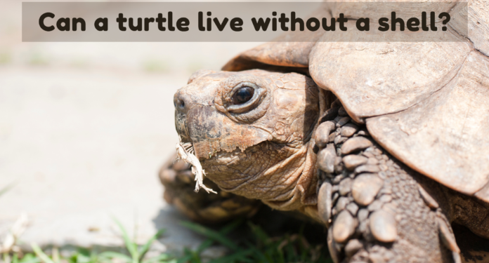 Can a turtle live without a shell
