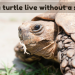 Can a turtle live without a shell