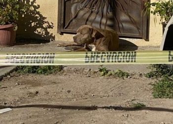 Lourdes Maldonado Lopez's dog waiting for her return