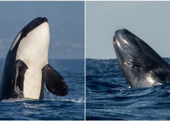 It Turns Out Orcas Can — And Do — Kill And Eat Blue Whales