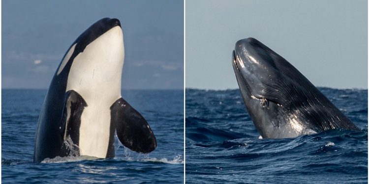 It Turns Out Orcas Can — And Do — Kill And Eat Blue Whales