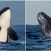 It Turns Out Orcas Can — And Do — Kill And Eat Blue Whales