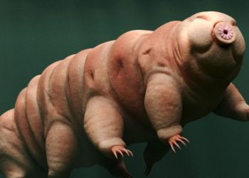 Schrödinger’s Tardigrade Claim Incites Pushback