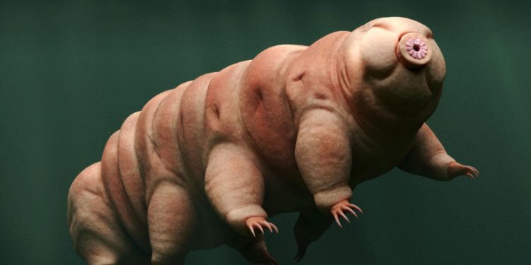 Schrödinger’s Tardigrade Claim Incites Pushback