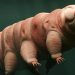 Schrödinger’s Tardigrade Claim Incites Pushback
