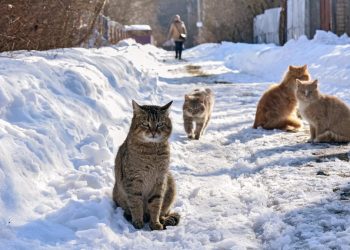 Starlink's Self-Heating Internet Satellite Dishes Are Attracting Cats