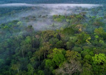 What are the largest rainforests in the world?