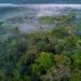 What are the largest rainforests in the world?