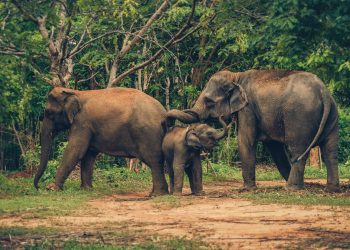 Ethical elephant sanctuary in Chiang Mai, Thailand