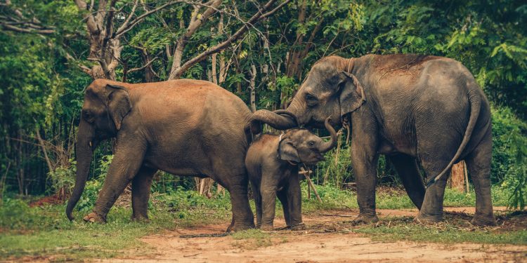 Ethical elephant sanctuary in Chiang Mai, Thailand