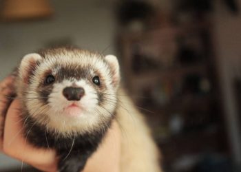 Ferrets are super active pets that love to play!