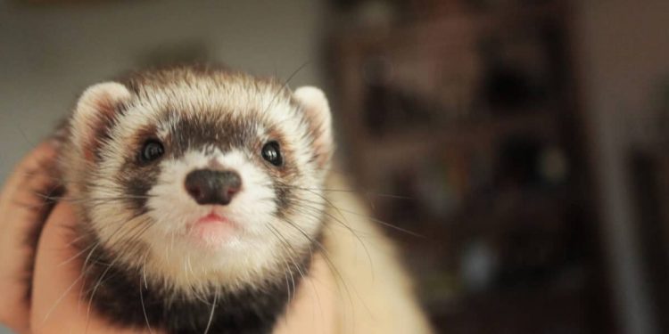 Ferrets are super active pets that love to play!