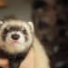 Ferrets are super active pets that love to play!