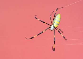 Millions of Palm-Sized, Flying Spiders Could Invade the East Coast