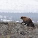 The 7 Most Dangerous Animals You Might Encounter in France