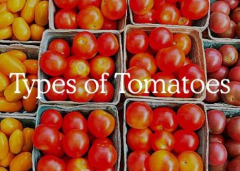 common types of tomatoes