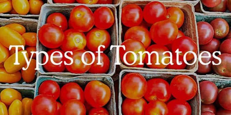 common types of tomatoes