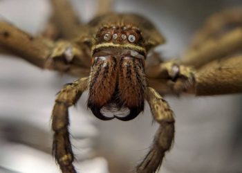 close up look of cane spider in Hawaii