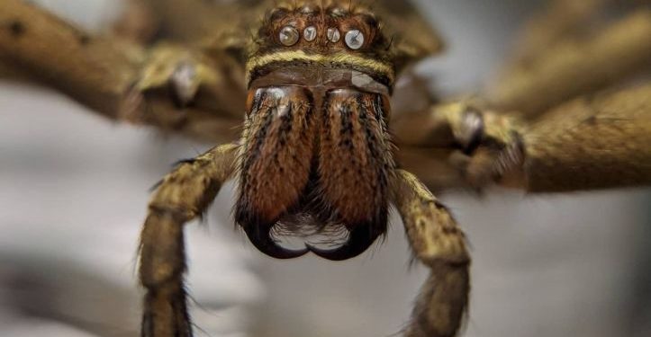 close up look of cane spider in Hawaii