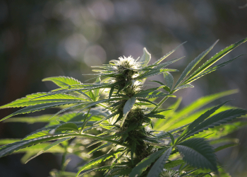 Why Should You Smoke Hemp?