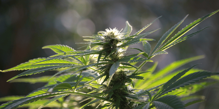 Why Should You Smoke Hemp?