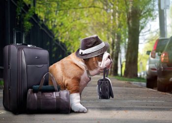 How to Make a Pet More Comfortable During a Business Trip