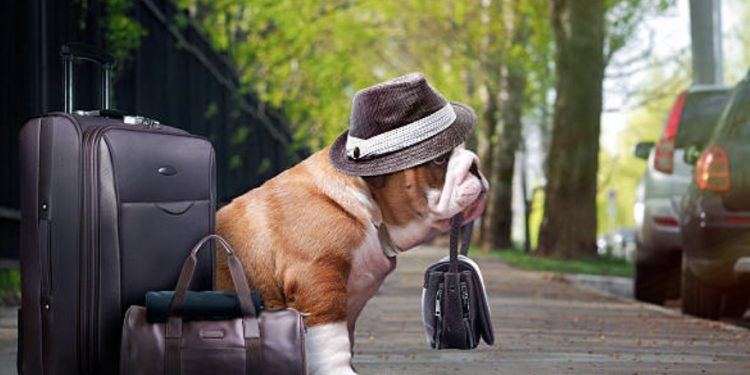 How to Make a Pet More Comfortable During a Business Trip