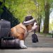 How to Make a Pet More Comfortable During a Business Trip